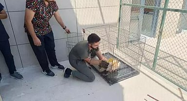 Siirt'te yaralı kuşlar tedavilerinin ardından yaşam alanlarına bırakıldı