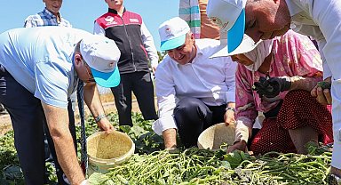Sındırgı'da Vali İsmail Ustaoğlu kornişon hasadına katıldı