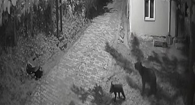 Sinop'ta anne ayı ve yavrularının dut yeme anları kamerada