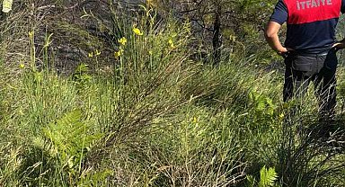 Sinop'ta çıkan orman yangını büyümeden söndürüldü