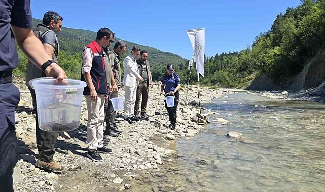 Sinop'ta derelere kırmızı benekli alabalık takviyesi