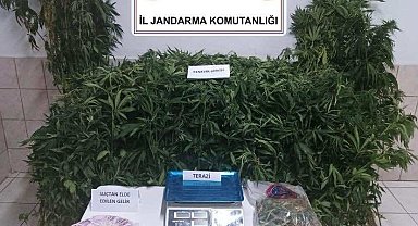 Sinop'ta uyuşturucu operasyonu: 1 tutuklama