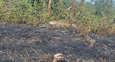 Sinop'ta yüksek gerilim hattına konan kuş yangına neden oldu