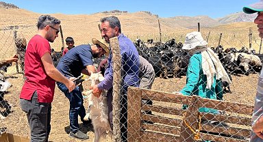 Şırnak'ta küçükbaş hayvanların küpe ve aşıları yapıldı