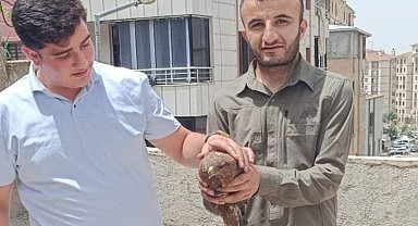 Şırnak'ta yaralı şahinler tedavi altına alındı