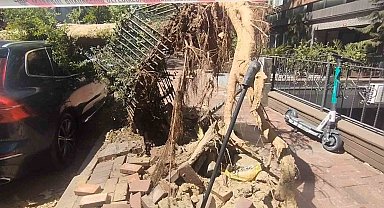 Şişli'de park halindeki araçların üzerine ağaç devrildi