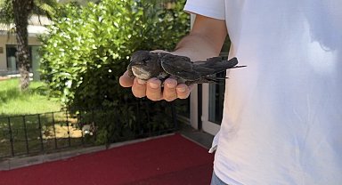 Şişli'de yaralı ebabil kuşuna vatandaşlar sahip çıktı