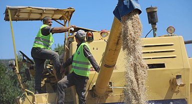 Siyez buğdayında hasat bereketi