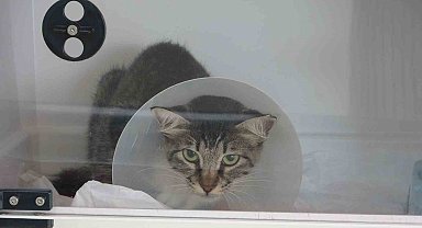 Sokak kedisini defalarca tekmeledi