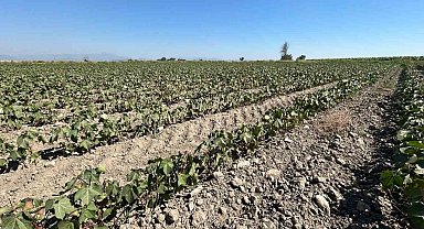 Söke Ovası'nda tarımsal sulama suyu krizi giderek büyüyor