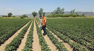 Söke'de ayçiçeği ve pamuk tarlaları incelendi