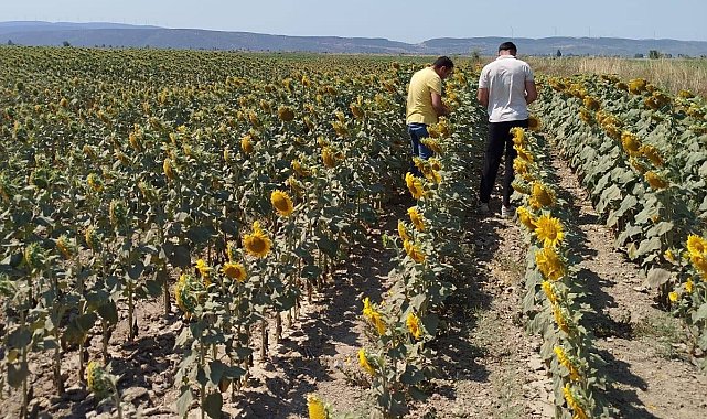Söke'de ayçiçeği ve pamuk tarlaları incelendi
