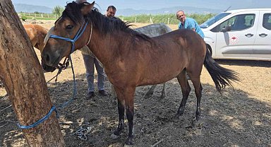 Söke'de tek tırnaklı hayvanlara ruam taraması yapıldı