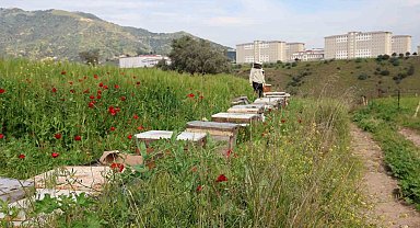 Sultanhisar İlçe Tarım ve Orman Müdürlüğü arıcıları uyardı