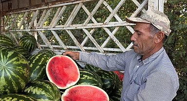 Suruç Ovası'nda yerli karpuzun ilk hasadı buruk başladı
