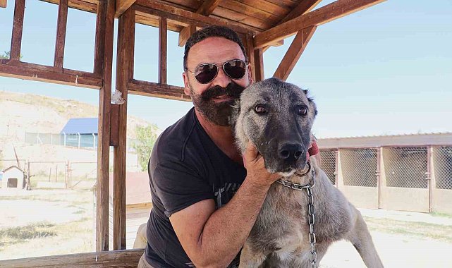 Sürüyü korumak için ağaca tırmandı, 2 metrelik yılanı etkisiz hale getirdi
