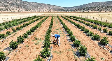Susuzluk nedeniyle tarım yapılamayan ilçe arıtma suyuyla yeşerdi