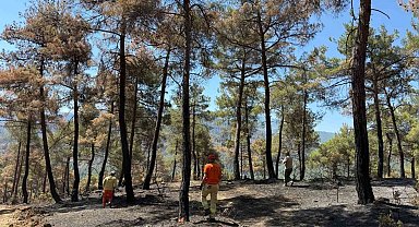 Taraklı'da yanan ormanlık alan yeniden hayat bulacak