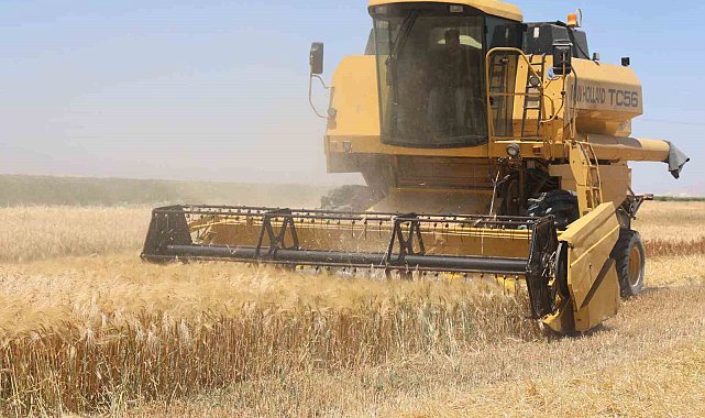 Tarımın başkenti Konya'da hububatta ciddi rekolte kaybı
