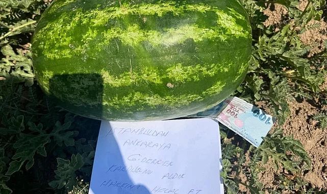 Tarlaya 100 TL ve özür notu bıraktı!