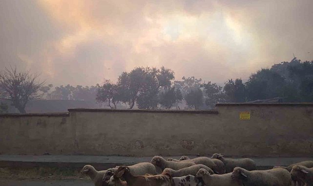 Tekirdağ Şarköy'deki orman yangınına havadan ve karadan müdahale sürüyor