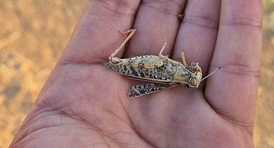 Tekirdağ'da çekirge istilası