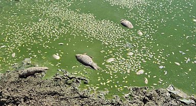 Tekirdağ'da gölet kurudu, balıklar öldü