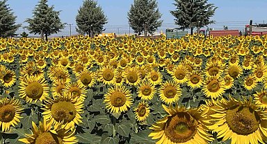 Tekirdağ'da görsel şölen: Ayçiçeği tarlaları sarıya boyandı