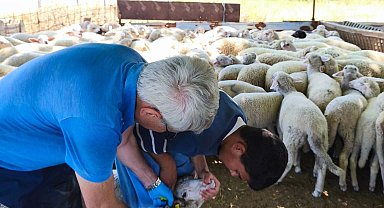 Tekirdağ'da kuzular küpelenip aşılandı