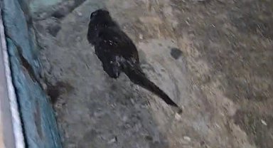 Tekirdağ'da Marmara Denizi kıyısında su samuru yavrusu görüntülendi