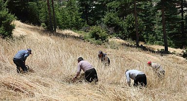 Teknolojinin ulaşamadığı tarlalarda ellik ve orakla hasat başladı