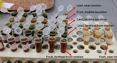 Termik santral çevresindeki zeytinlerde ağır metal alarmı