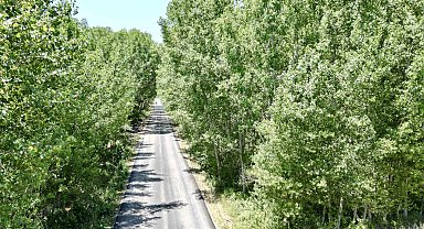 Tokat'taki köy yolu ağaç tüneli ile kartpostallık manzara sürüyor