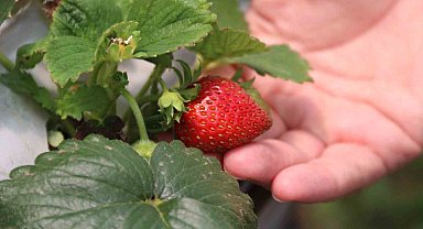 Topraksız yerde yetişen çilekler damak çatlatıyor