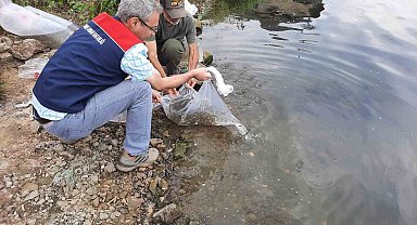 Topuk Yaylası göletine 100 bin adet pullu sazan yavrusu bırakıldı