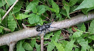 Trabzon'da zararlı böceğe karşı kimyasal mücadele başladı