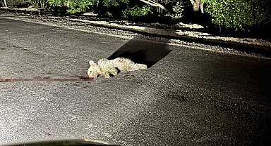 Tunceli'de aracın çarptığı yavru ayı telef oldu