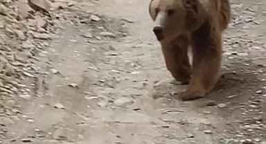 Tunceli'de dağ keçileri ve ayı ailesi kamerada