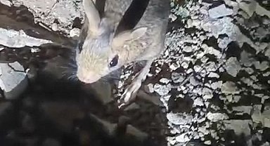 Tunceli'de nesli tükenme tehlikesi altında bulunan Arap tavşanı görüldü