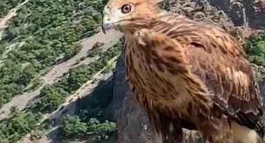 Tunceli'de tedavi edilen 2 kızıl şahin ve bir kaya kartalı doğaya salındı