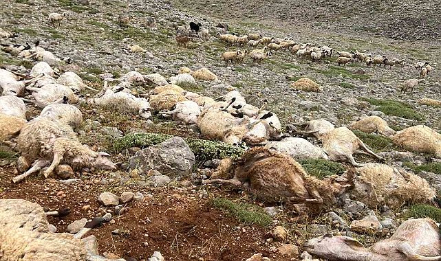 Tunceli'de yıldırım isabet eden 200 koyun telef oldu