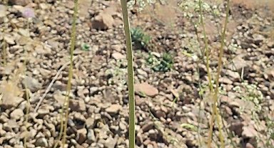 Tunceli'nin tescilli dağ sarımsağı yok olma tehditi altında