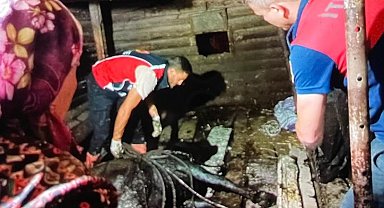 Türkeli'de ahır çöktü, büyükbaş hayvan kurtarıldı
