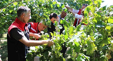 Türkiye'de en çok fındık üretilen ikinci il olan Samsun'da rekolte tahmini çalışmaları