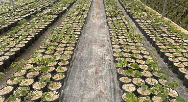 Türkiye'de yapılmayanı Uludağ eteklerinde deniyorlar dünyaya açılmayı hedefliyorlar