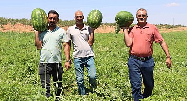 Türkiye'nin en lezzetli karpuzlarından biri Şanlıurfa'da yetişiyor
