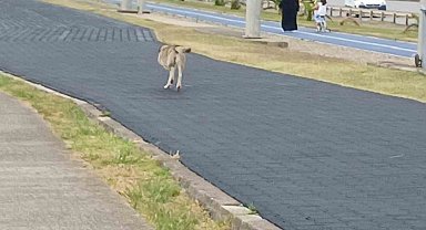 Üç ayaklı köpek yaşama tutundu