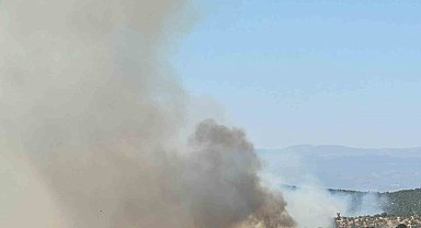 Uşak'ta meşelik alanda yangın çıktı