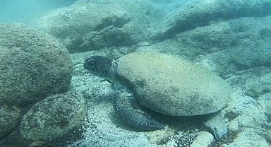 Uzman isim Caretta caretta ısırma vakalarının sebebini açıkladı
