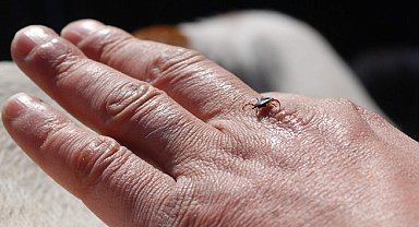 Uzmanlardan kene uyarısı